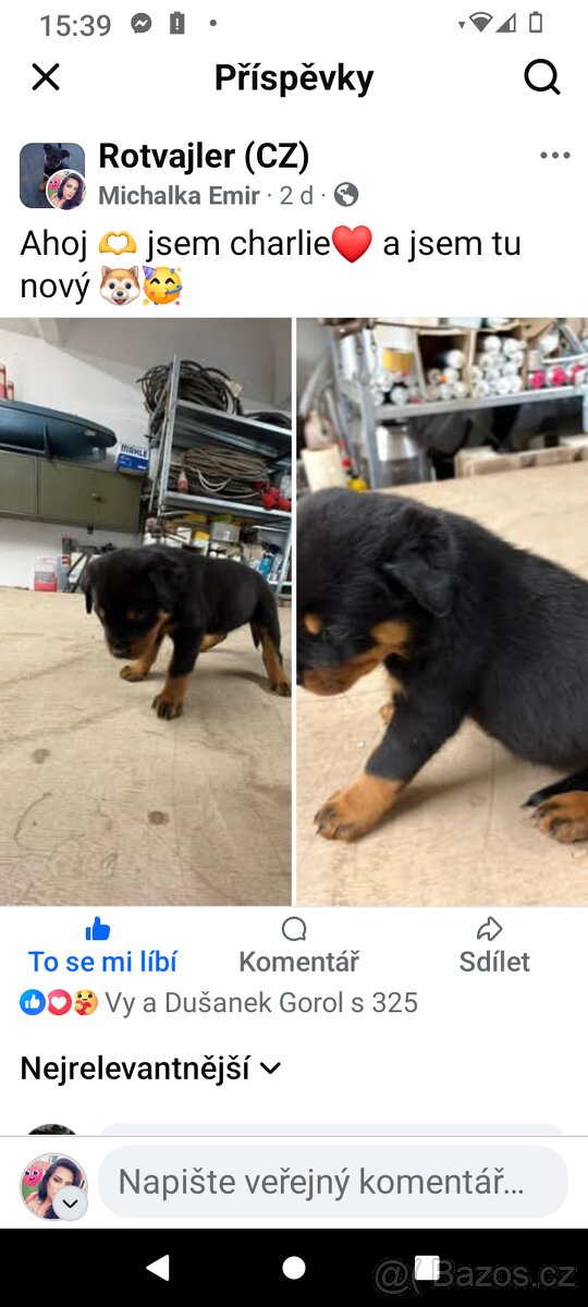 Rotvajler Štěně ❤️🐶 - 3