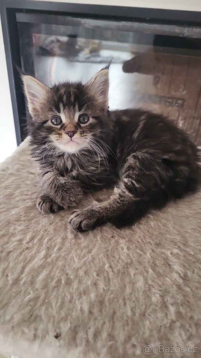 Mainská mývalí koťátka bez pp - 3