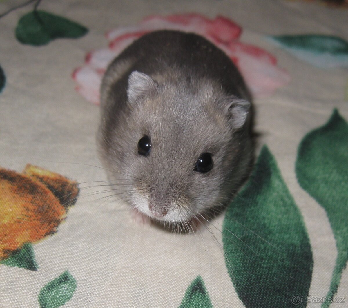 Křeček džungarský s PP (Brno, Břeclav, Kúty) - 3
