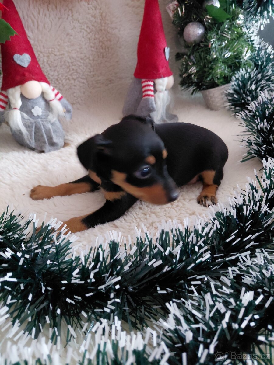 Prazsky krysarik - 3