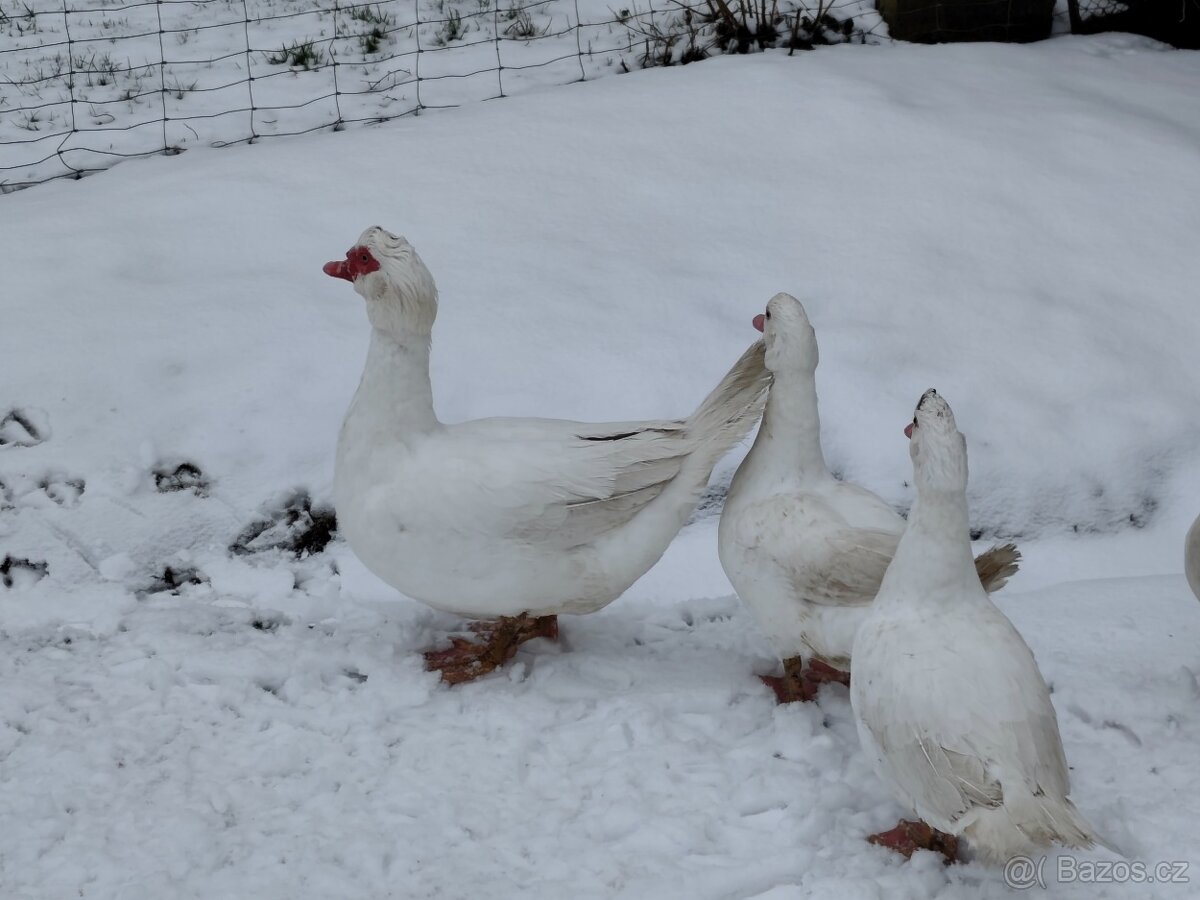 Kachna pižmová - 3