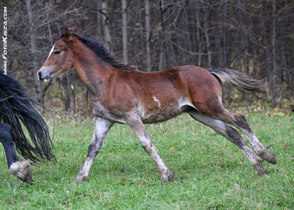 Welsh Cob - 3