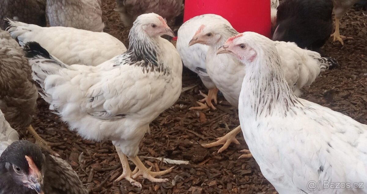 Kuřice/kuřata - 3