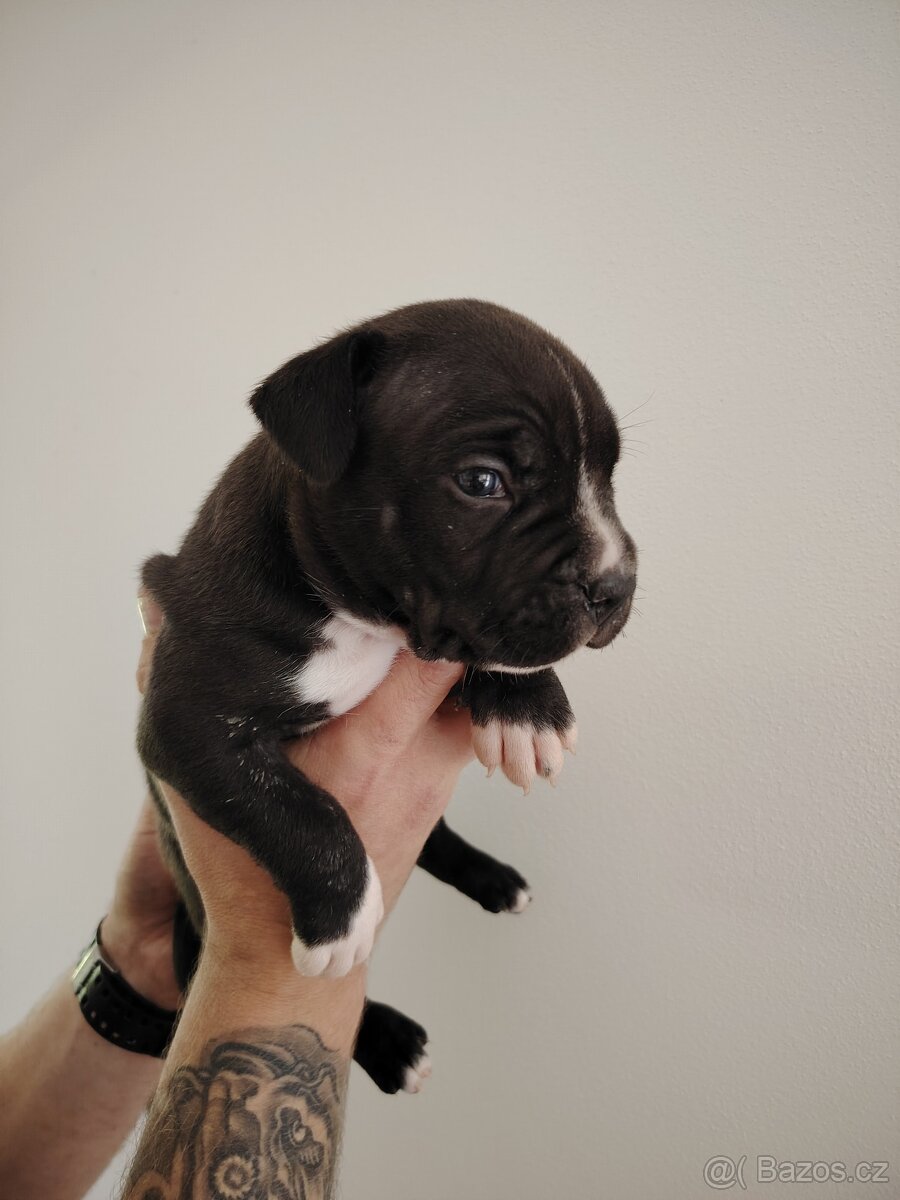American Bully XL štěňata - 3