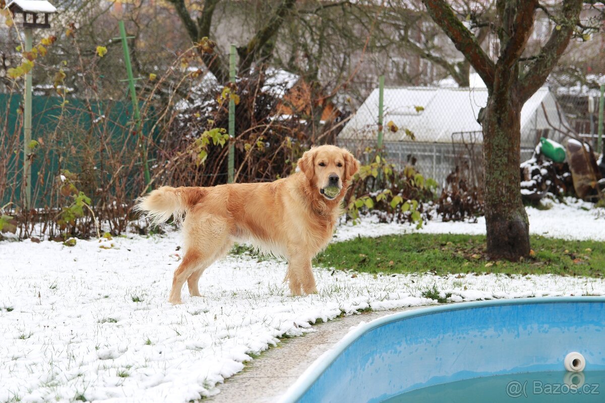 Chovný Zlatý Retriever s PP ke krytí - 3