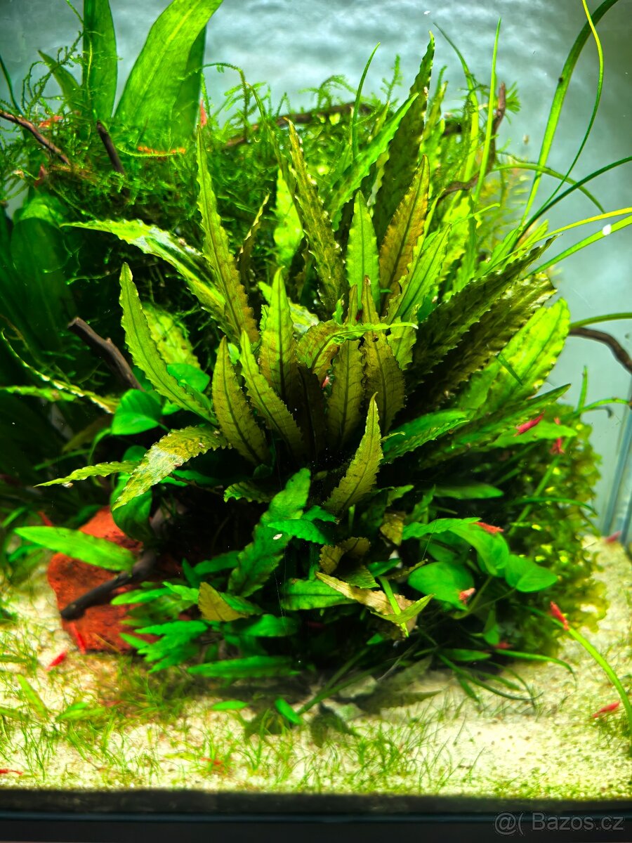 Prodám kompletní akvarijní set 30 litrů – jen osobní odběr ( - 3