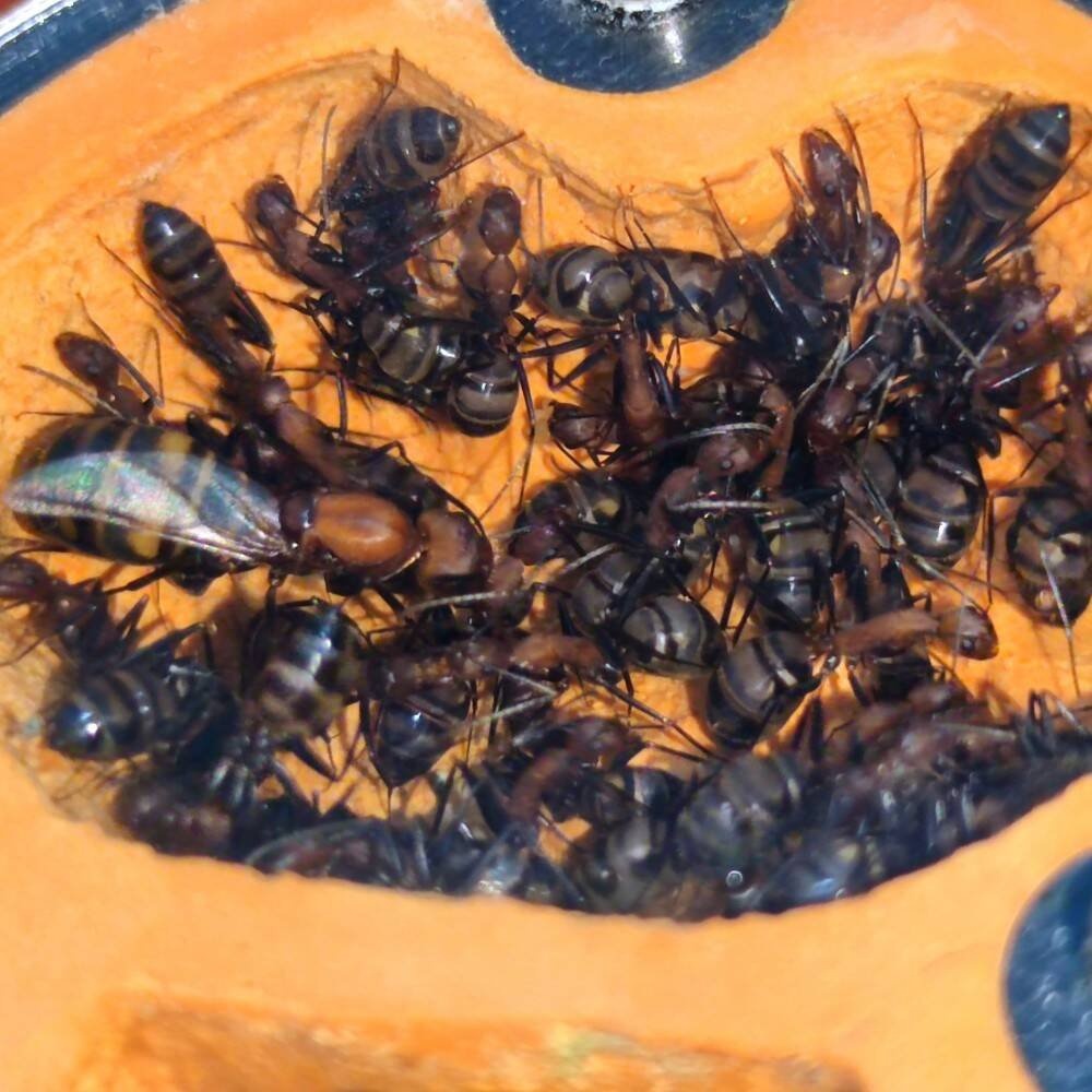 Formikárium ANTcore MINI - 3