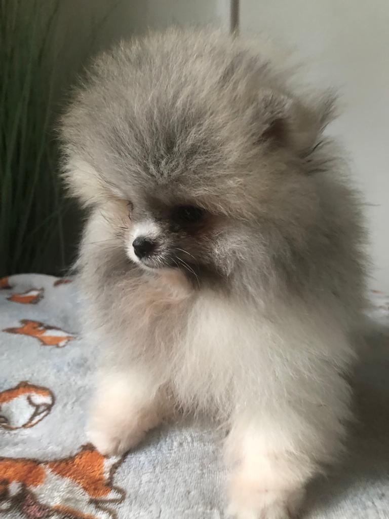 Pomeranian s p.p - 3
