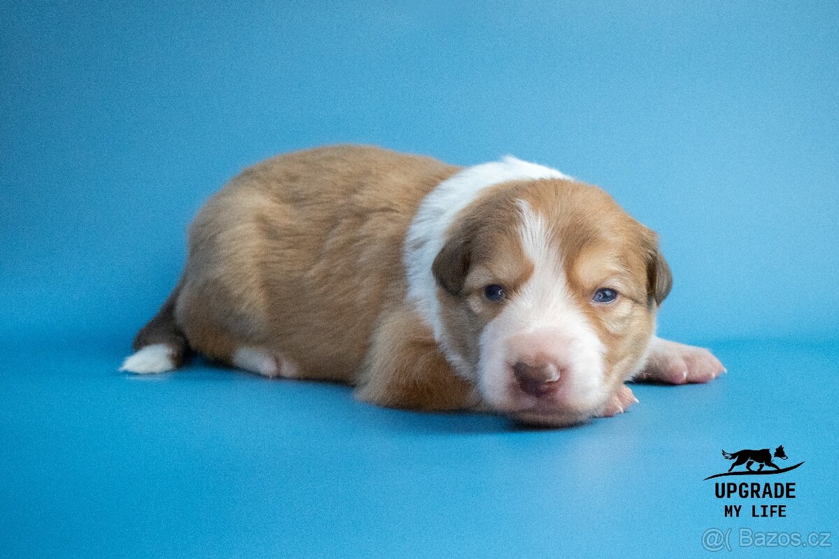 Border kolie s PP – štěňátka - 3