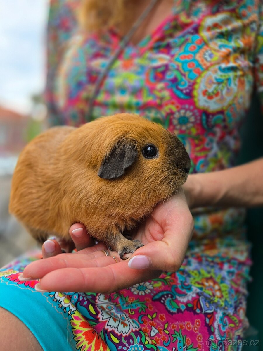 Morče s kalifornskou kresbou - 3