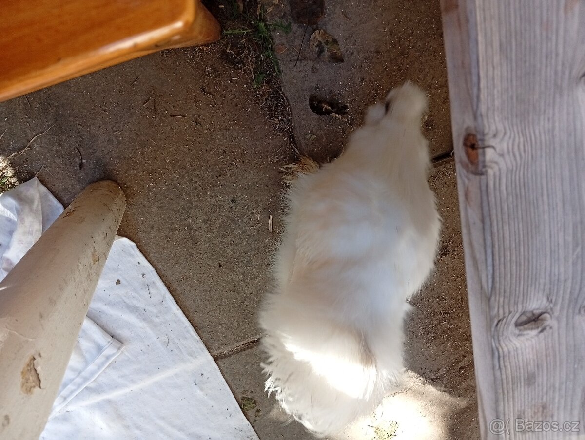 Prodám Hedvábničky kohoutky - 3