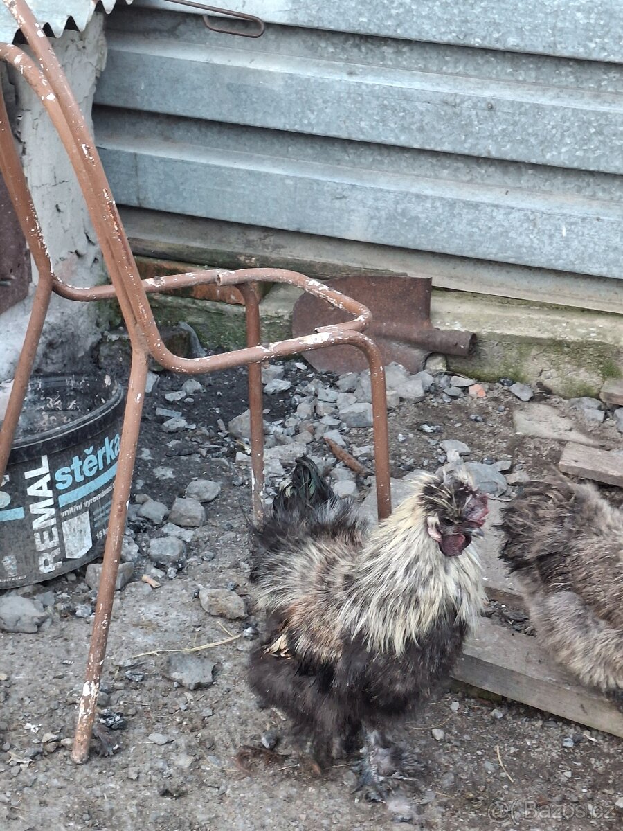 Hedvabnicky-kohouti - 3