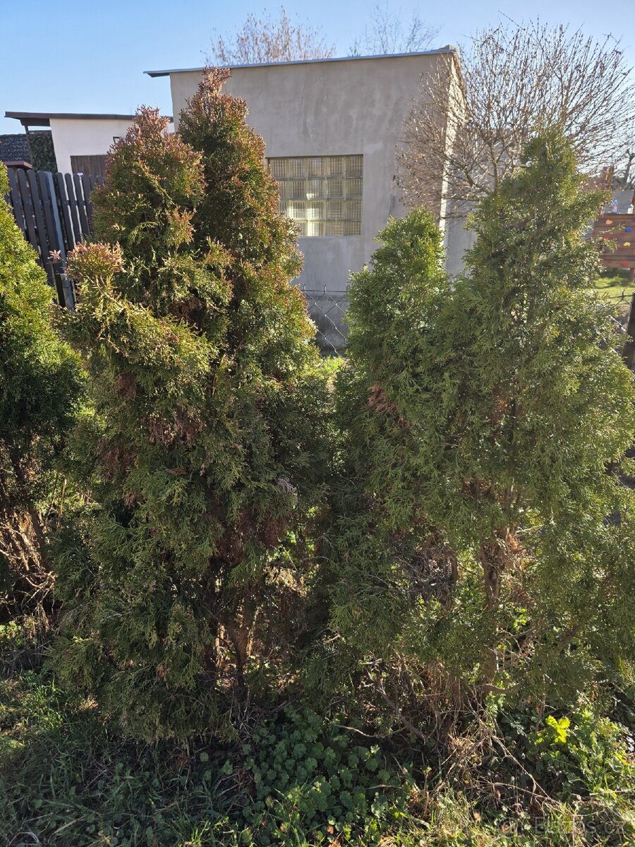 Thuje (tuje) smaragd - 3