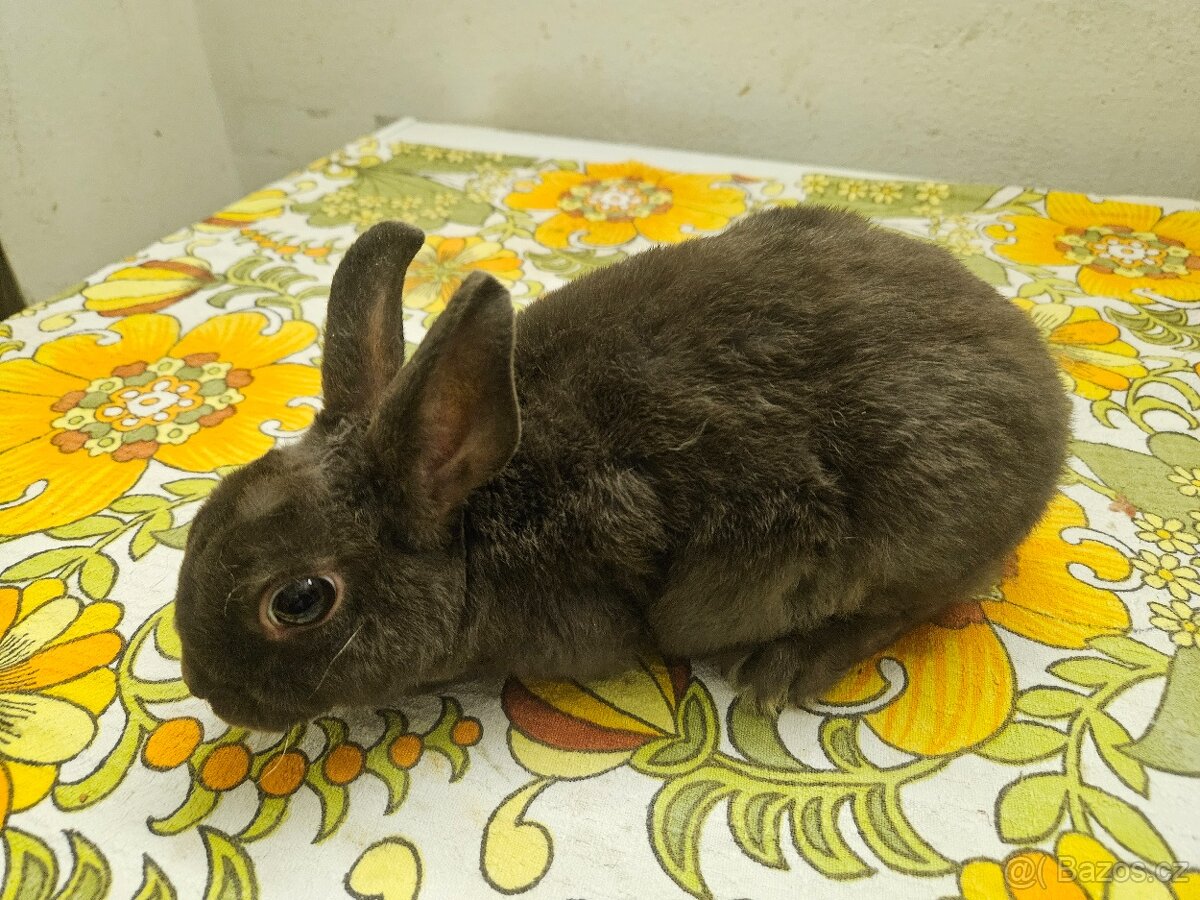 Zakrslý králíček - 3
