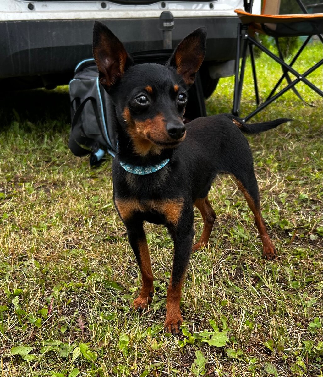 Pražský krysařík - 3