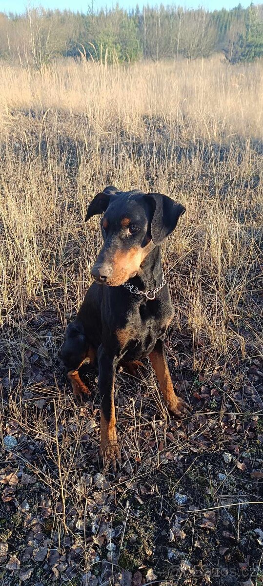 adopce Dobby - 8.12. 2021 narozený - 3