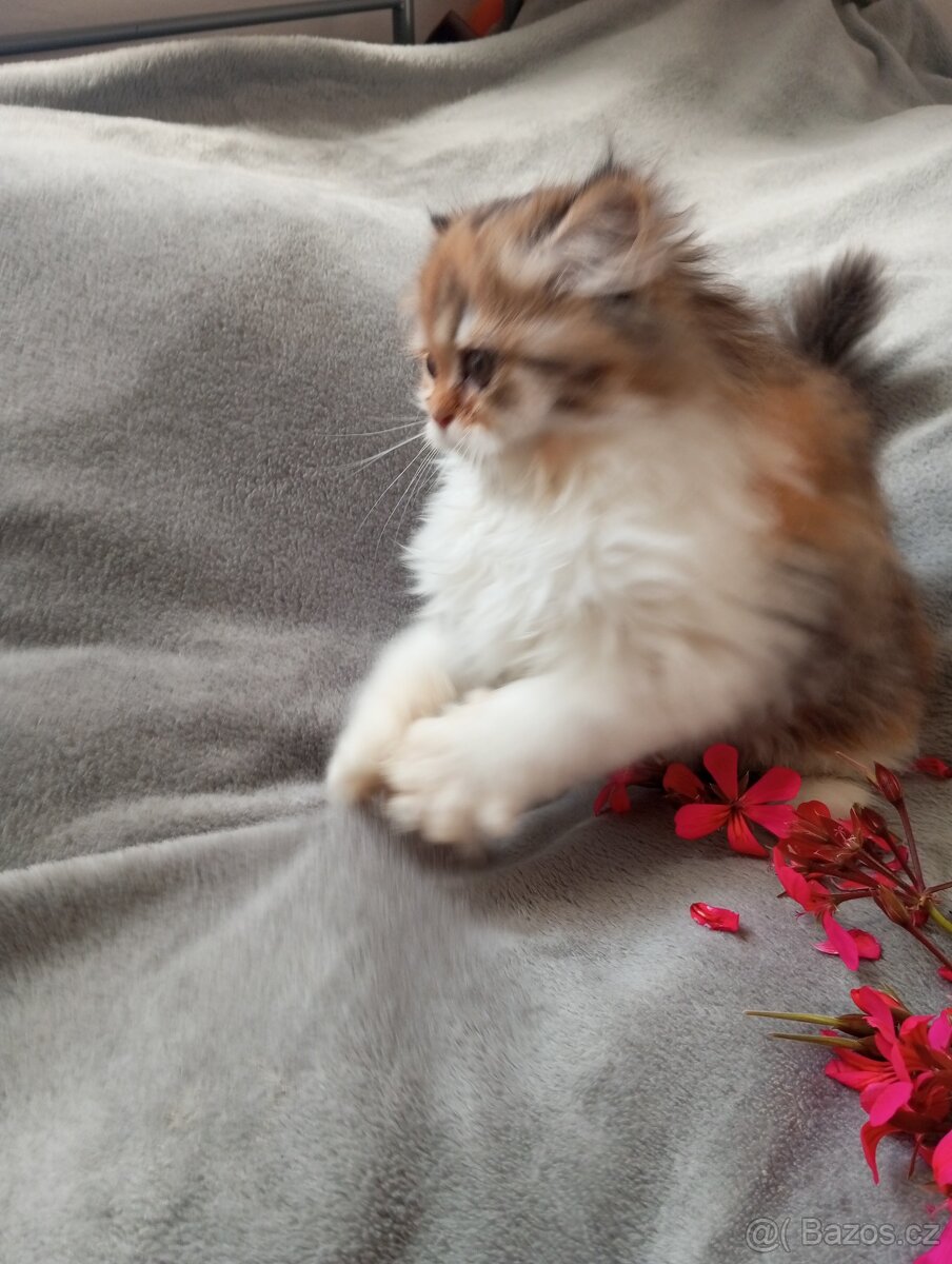 Perska kotatka - 3