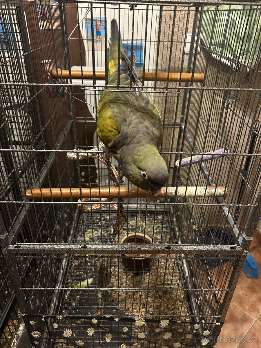 Papoušek patagonský - 3