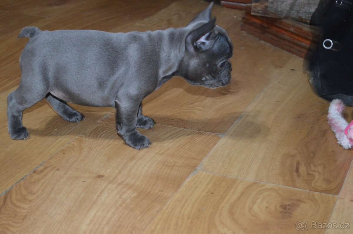 francouzsky buldocek - 3