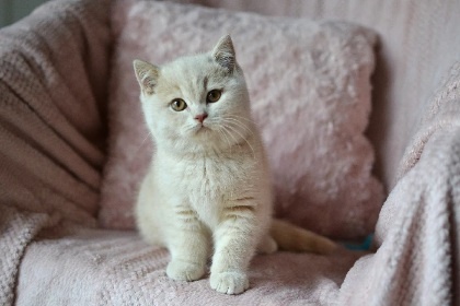 Krásní kocourci k rezervaci - 3