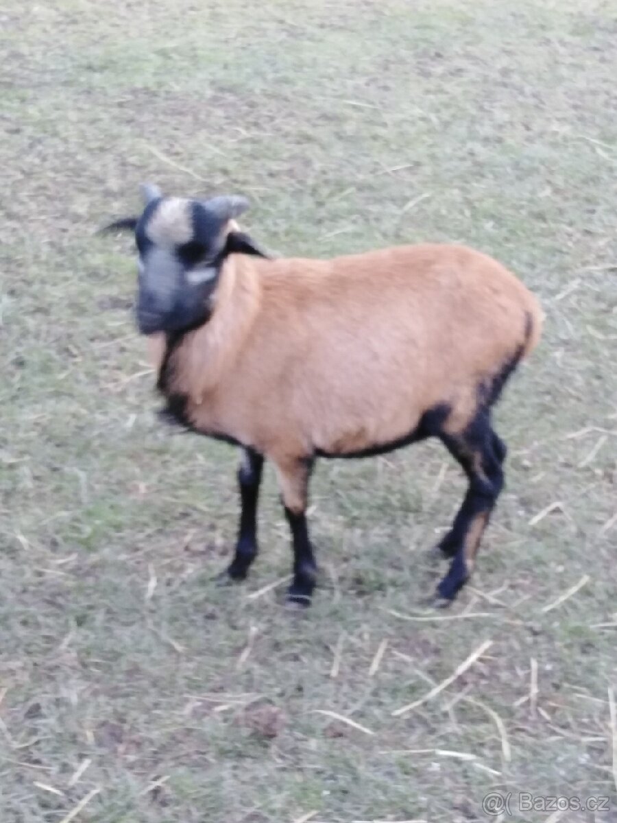 Kamerunský beran - 3