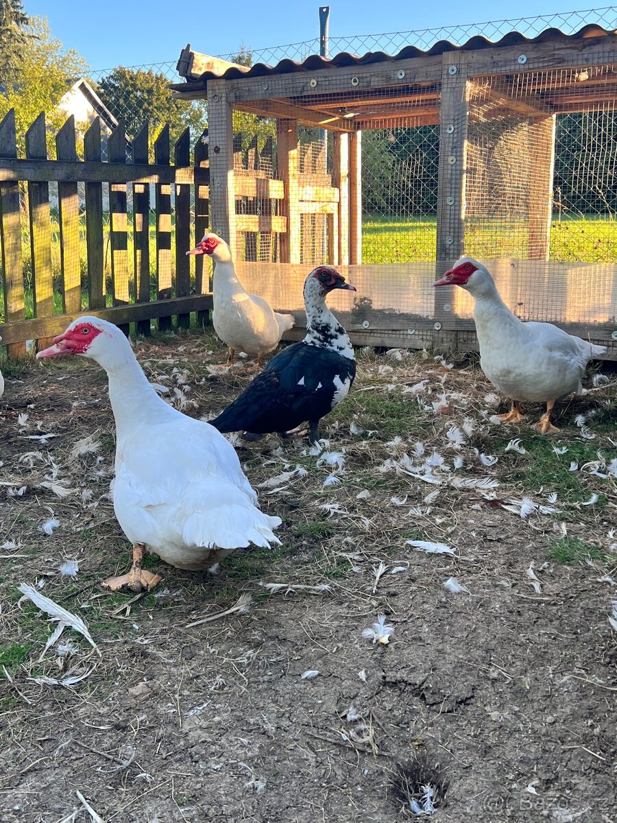 Kachna pižmová - 3