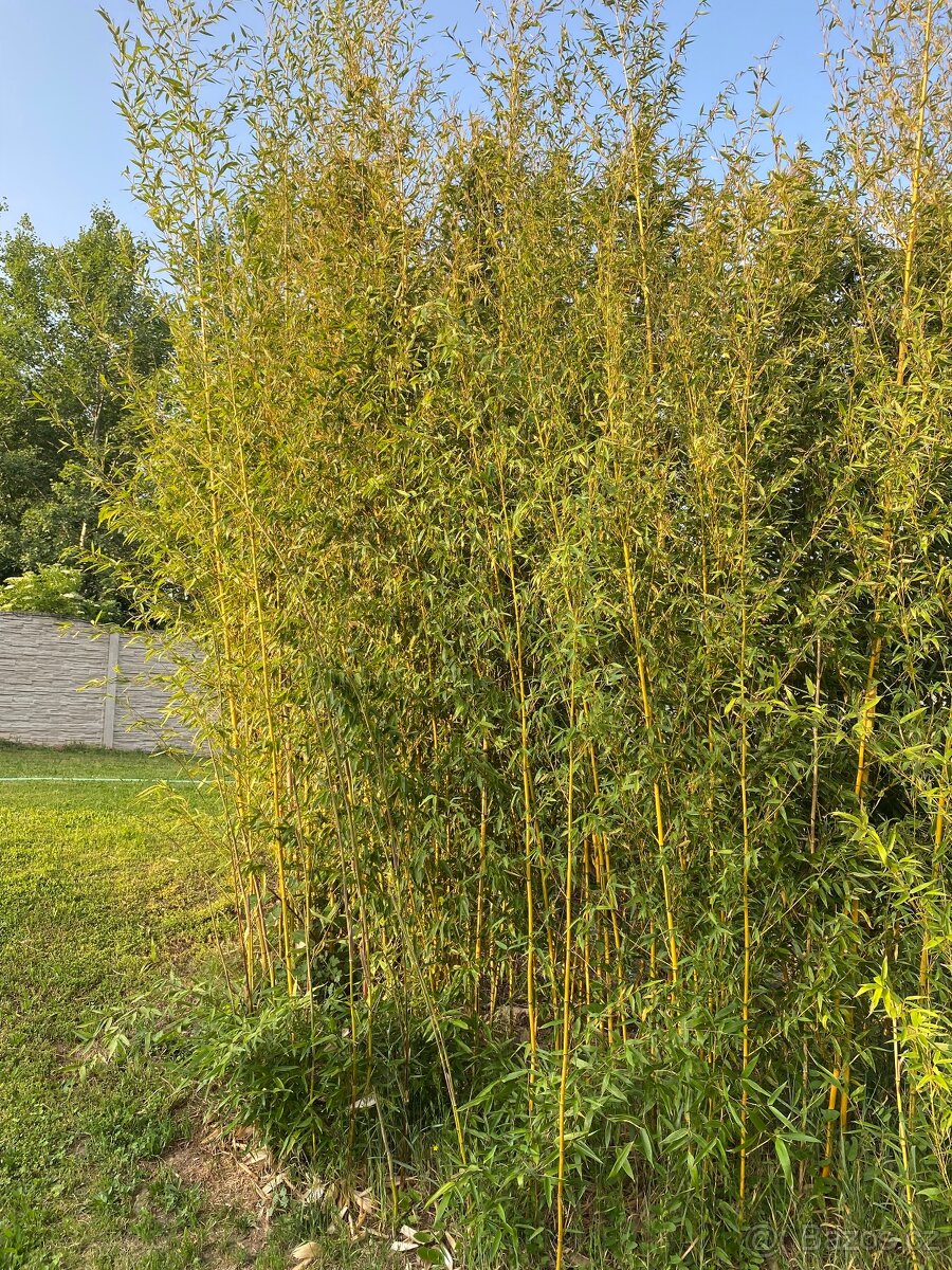 Mrazuvzdorný bambus - 3