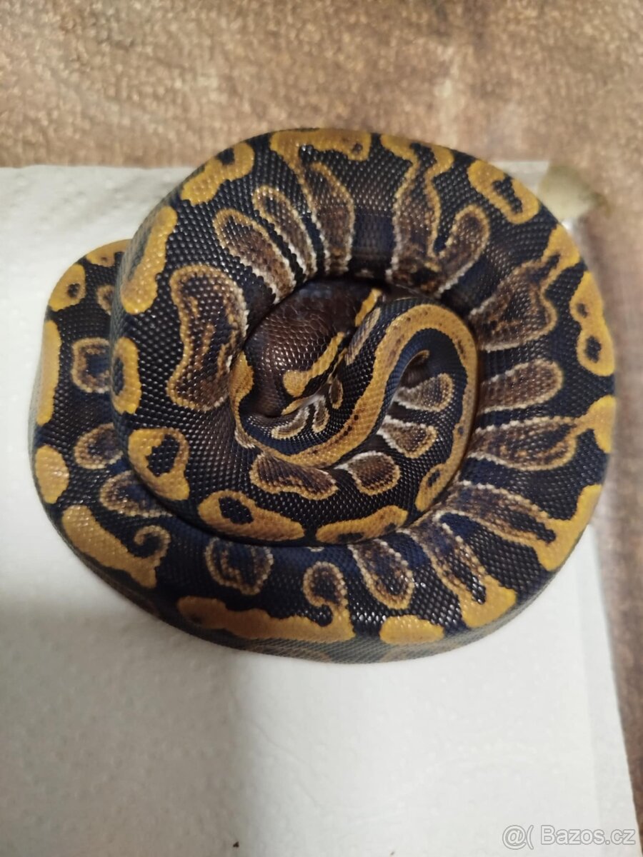 Krajta královská - 3