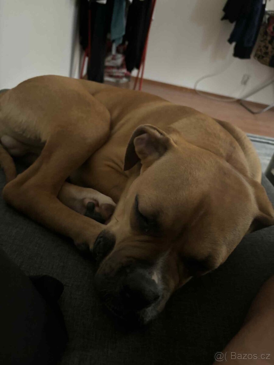 Prodám štěně - 3