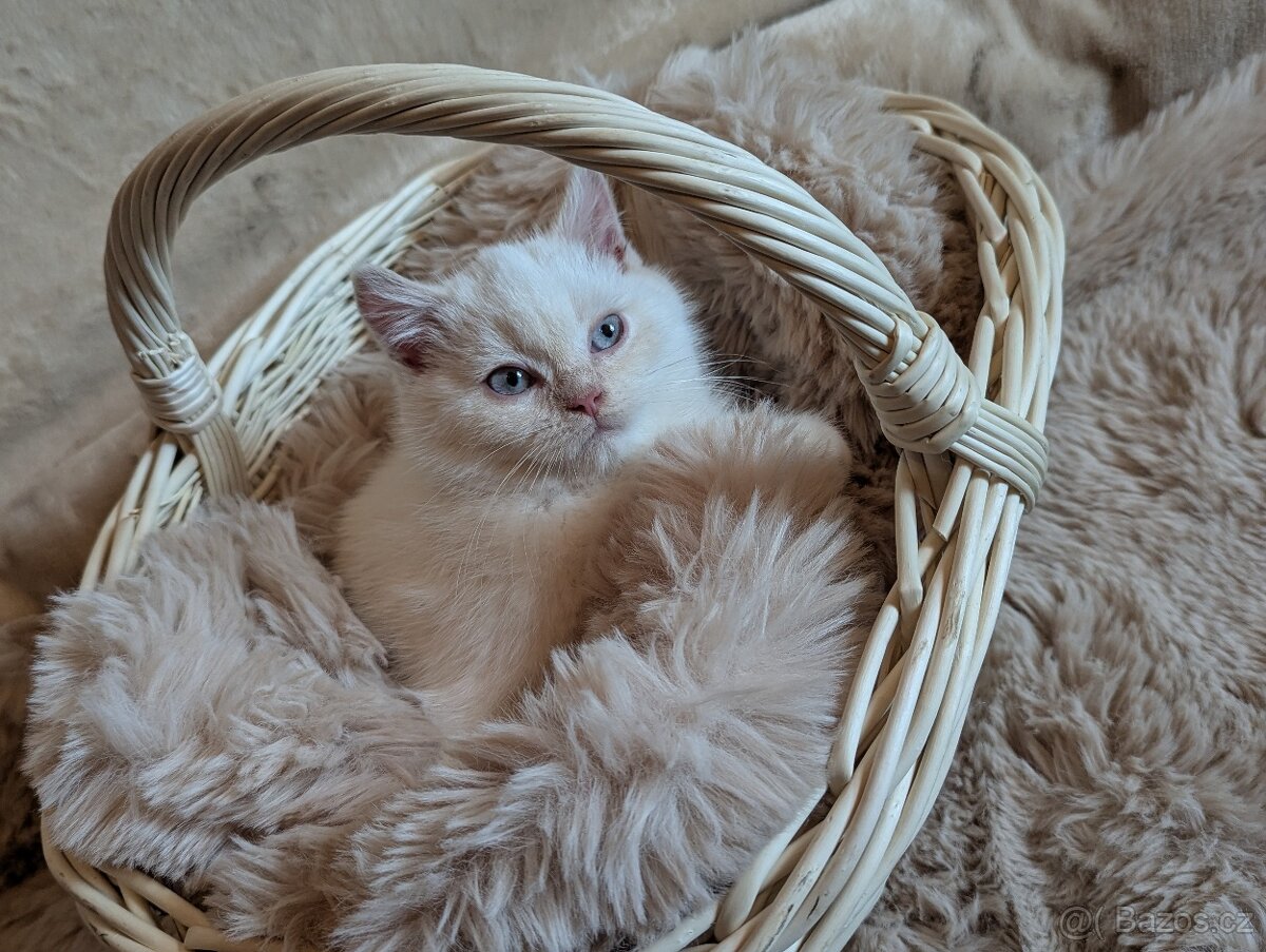 Britská koťata - 3