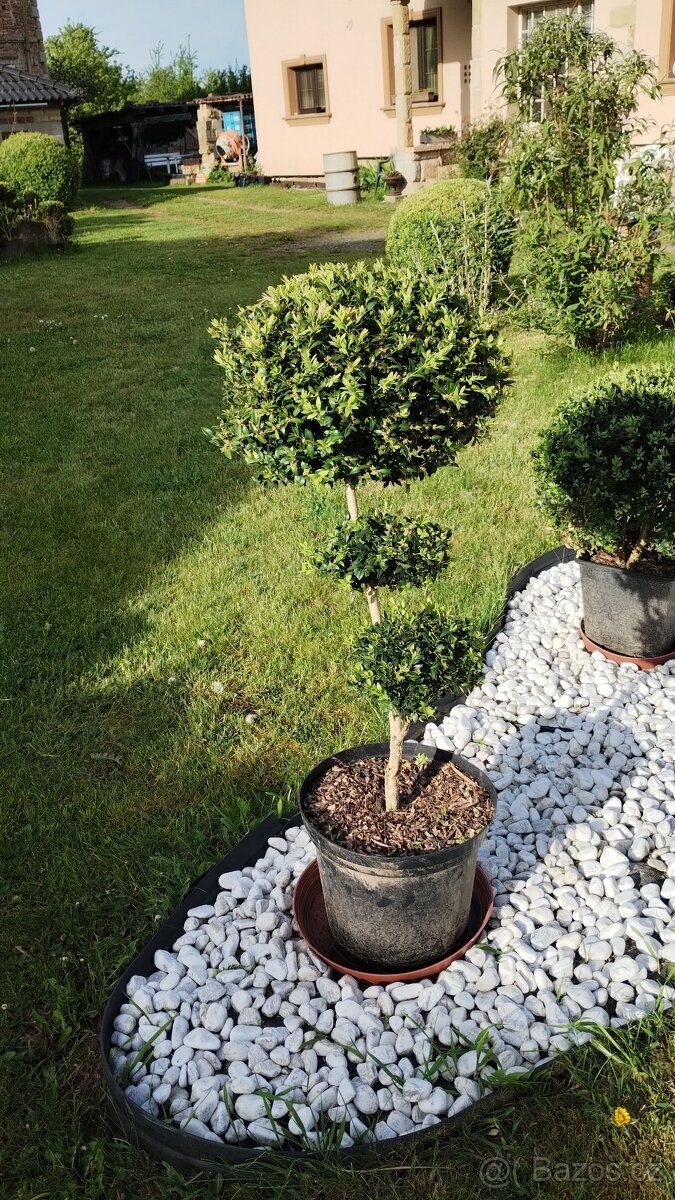 BUXUS - kmínek, koule, zimostráz obecný - 3