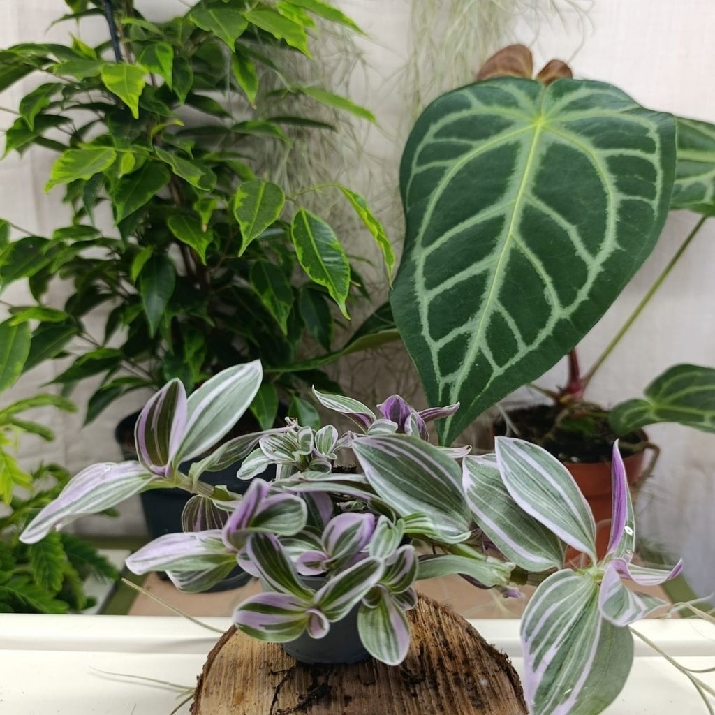 Tradescantia mix - 3
