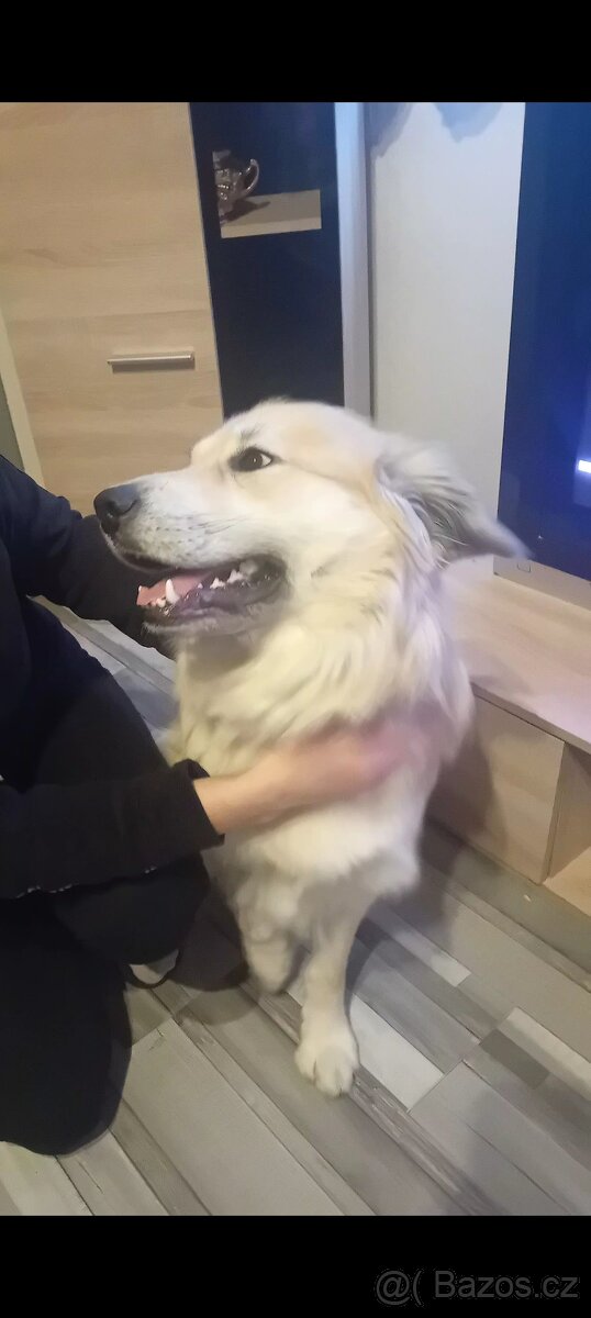 Zlatý retrívr - 3