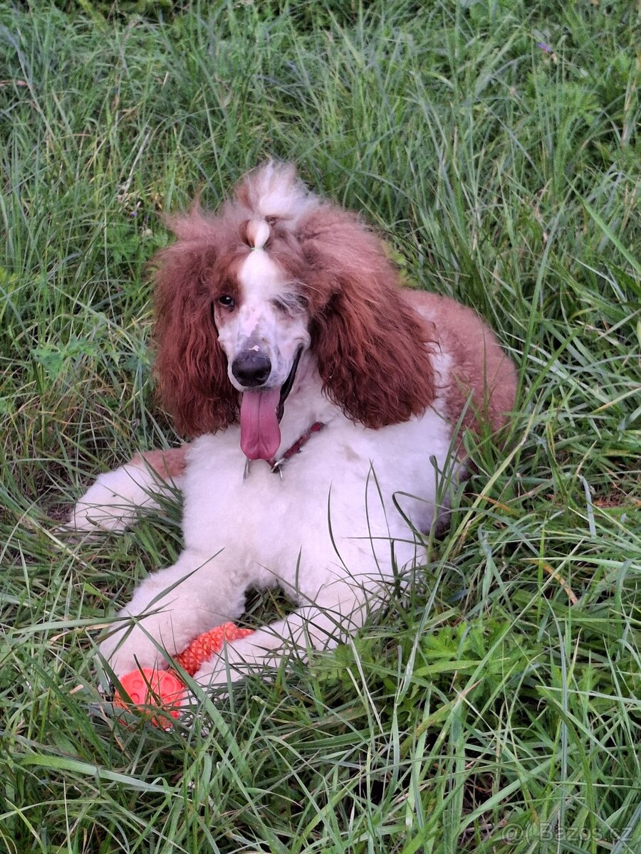 PRODÂME DOSPĚLÉHO KRÁLOVSKÉHO PUDLA - 3