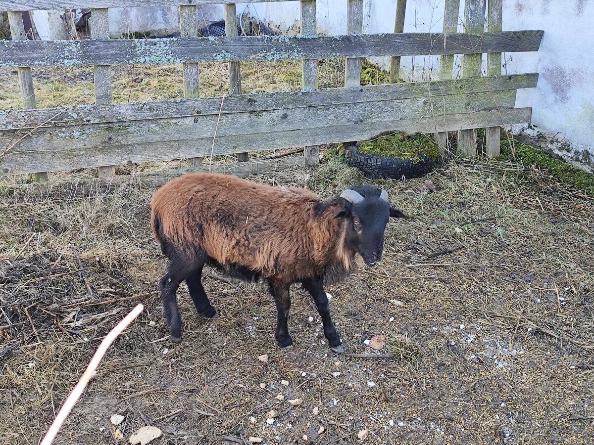 Ovce kamerunská - 3