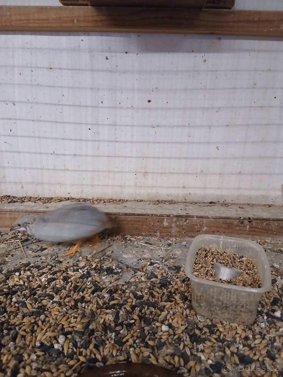 Křepelka čínská - 3