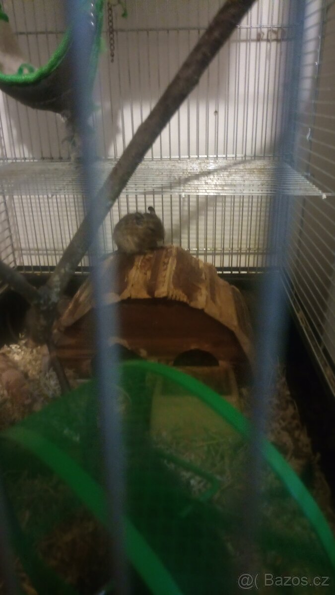 Osmák degu - 3