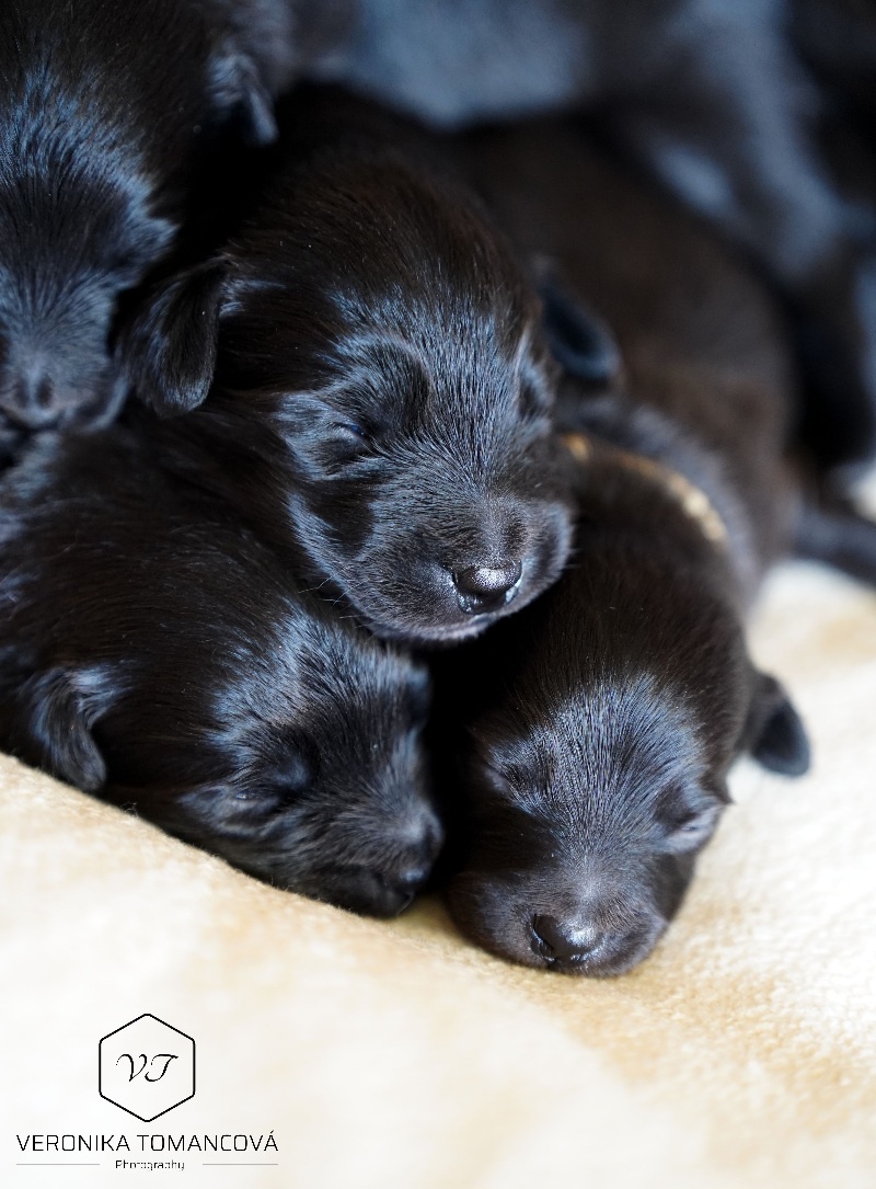 Pyrenejský Ovčák štěňátka s PP - 3