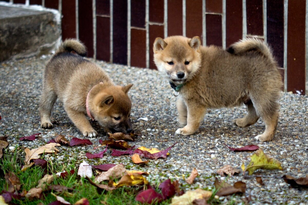Shiba inu s PP - 3