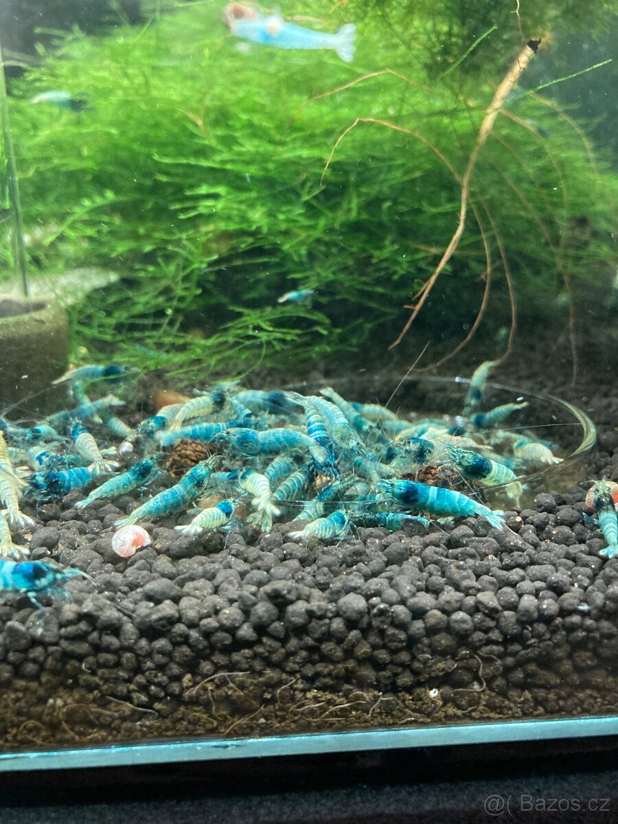 Sladkovodní krevetky - 3