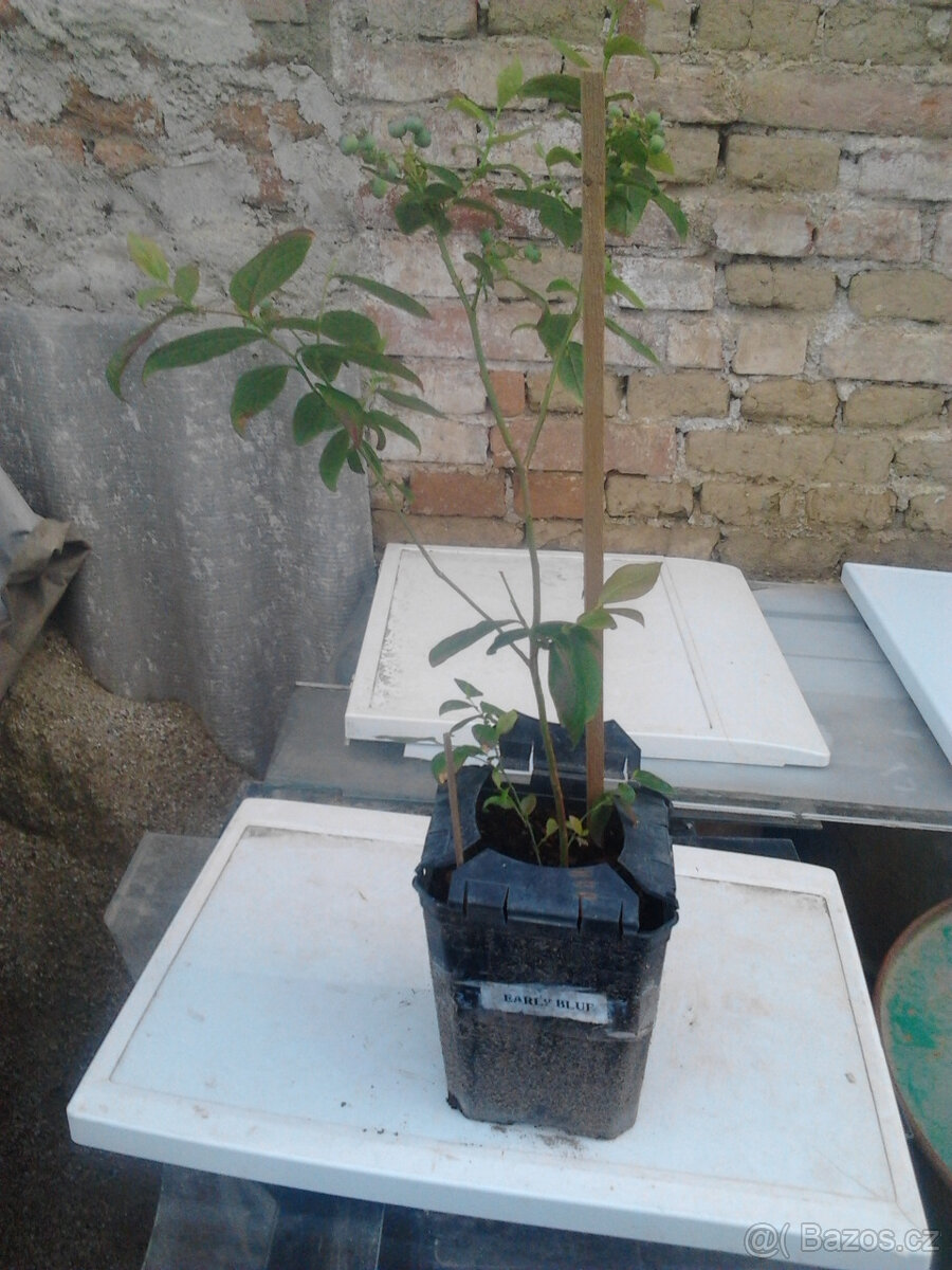 Prodám sazenice kanadských borůvek SPARTAN-DUKE - 3