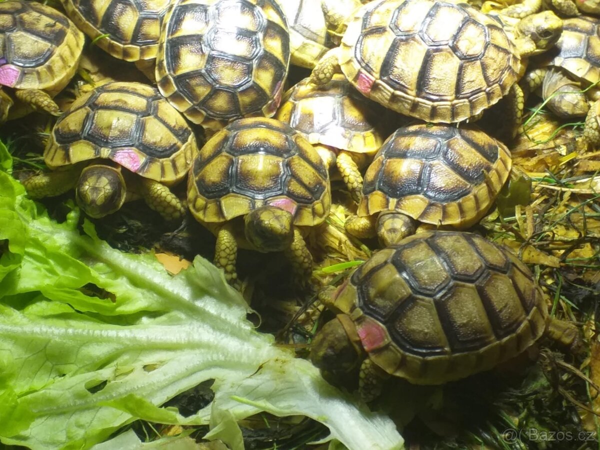 prodám mláďata želv + kompletní terárium - 3