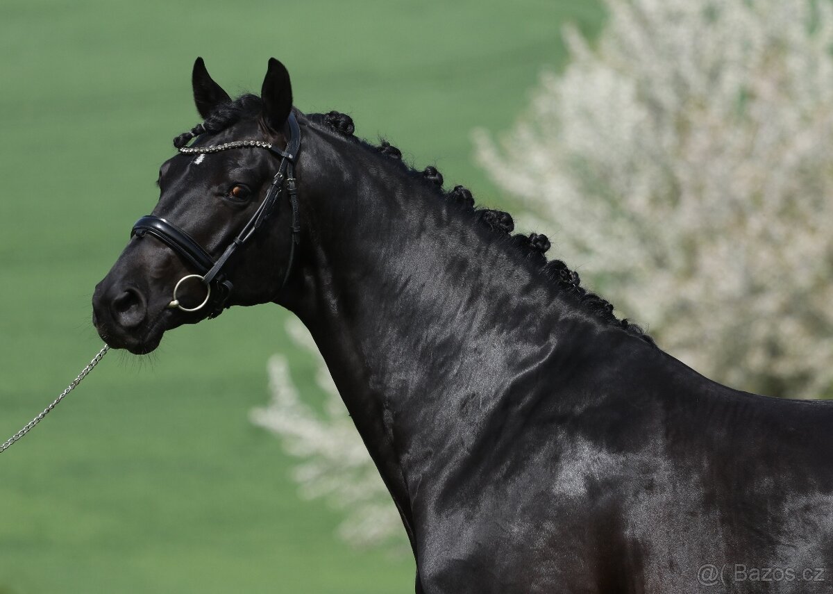 Připouštění drezurním plemenným hřebcem - 3