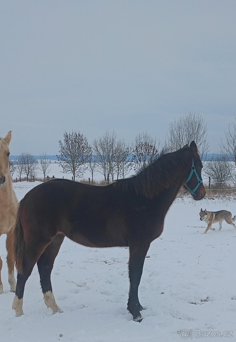 Hřebec odstávče - 3