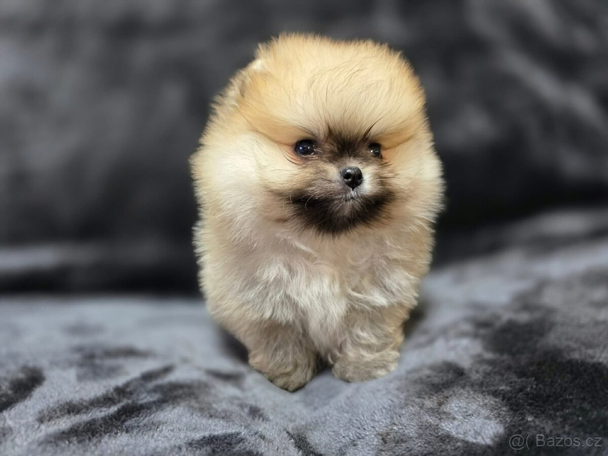 Pomeranian Mini - 3