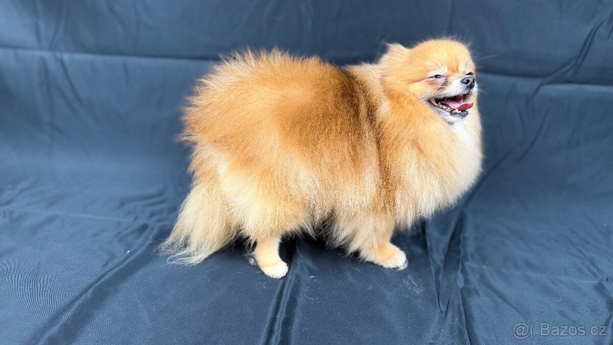 Chovná fenka Pomeranian s PP FCI - 3
