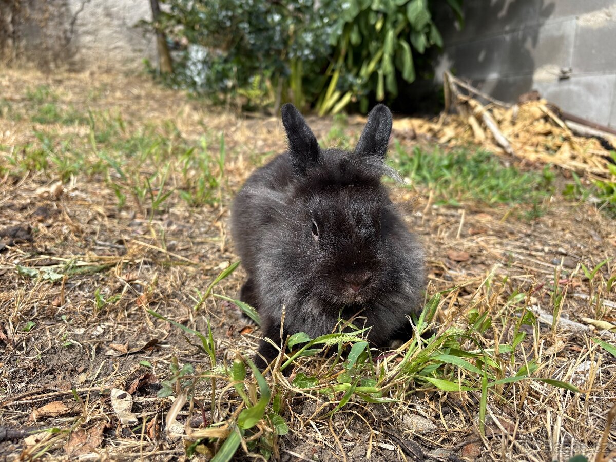 Zakrslý králíček sameček 🐇…11 týdnů - 3