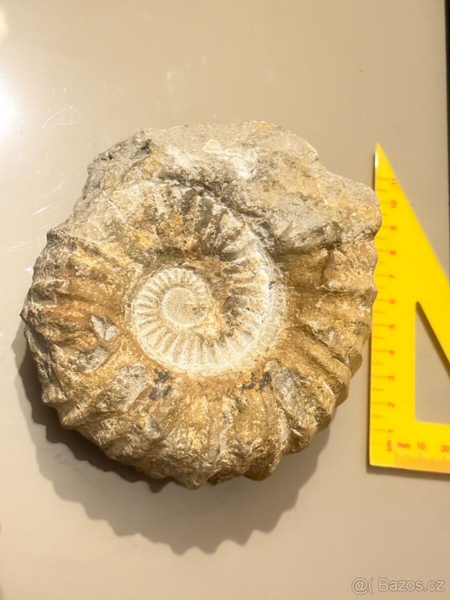 Amonit Maroko 12x11 cm - 3