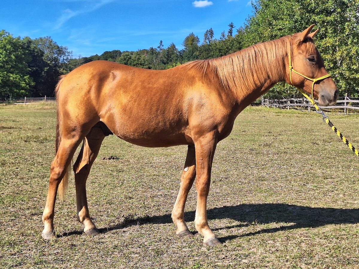 Hřebeček AQH X HFL - 1,5 roční - 3