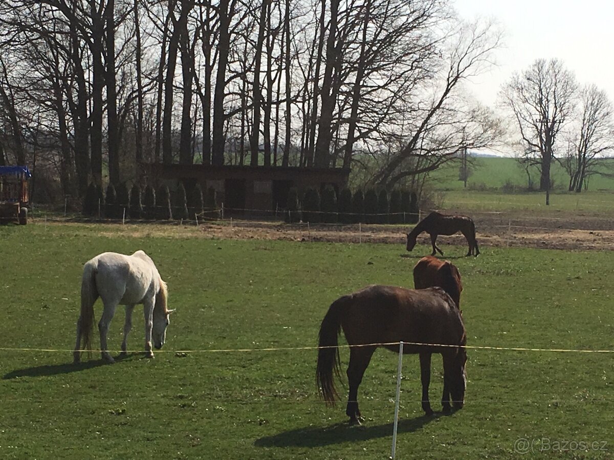Ustájení koní - 3